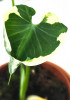 Xanthosoma sagittifolium variegata Monstrosum Mickey Mouse 25 cm RARITÄT