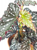 Begonia Bohemian Forest 40 cm NEUHEIT