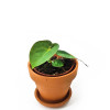 Anthurium papillilaminum Jungpflanze 25 cm RARITÄT