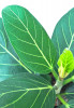 Ficus benghalensis Audrey 35 cm