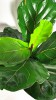 Ficus lyrata Bambino 35 cm