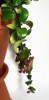 Aeschynanthus rasta Lippstick plant 30 cm