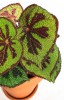 Begonia variegata 20 cm