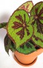 Begonia variegata 20 cm