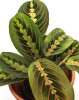Maranta leuconeura fascinator 25 cm
