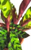 Calathea lancifolia 40 cm