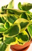 Peperomia obtusifolia variegata 30 cm Peperomia obtusifolia variegata 30 cm