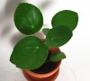 Pilea peperomoides / Ufopflanze Babypflanze