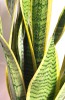 Sansevieria trifasciata laurentii 50 cm