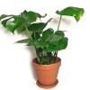 Monstera deliciosa Tauerii