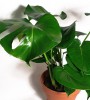 Monstera deliciosa 85 cm