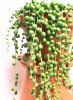 Senecio rowleyanus / Erbsenpflanze 40 cm
