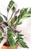 Calathea white Fusion 45 cm