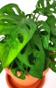 Monstera adansonii 30 cm