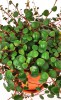 Peperomia rotundifolia pepperspot 15 cm