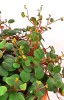 Peperomia rotundifolia pepperspot 15 cm
