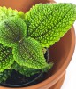 Pilea involucrata Mollis Moon Valley 15 cm