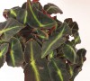 Begonia listada 20 cm