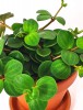 Peperomia Hope