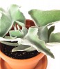 Kalanchoe beharensis 30 cm