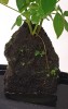 Schefflera aboricola auf Lavastein in Keramikschale RARITÄT