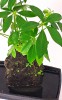 Schefflera aboricola auf Lavastein in Keramikschale RARITÄT