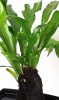 Microsorum pteropus Farn auf Lavastein 35 cm RARITÄT