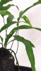 Microsorum diversifolium Farn auf Lavastein 40 cm RARITÄT