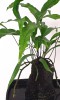 Microsorum diversifolium Farn auf Lavastein 40 cm RARITÄT