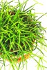 Rhipsalis baccifera 25 cm