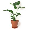 Strelitzia nicolai Baumstrelitzie 110 cm