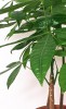 Pachira aquatica / Glückskastanie 80 cm