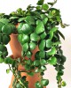 Aeschynanthus Pink Polka Dot 40 cm