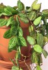 Dischidia ovata Watermelon 60 cm RARITÄT