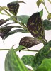 Aeschynanthus marmoratus 40 cm
