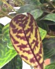 Aeschynanthus marmoratus 40 cm