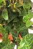 Aeschynanthus marmoratus 40 cm