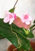 Aeschynanthus Pink Polka 60 cm