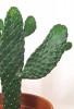 Opuntia consolea rubescens