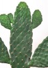 Opuntia consolea rubescens