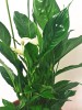 Spathiphyllum floribundum Vivaldi 80 cm