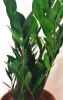 Zamioculcas zamiifolia / Glücksfeder 60 cm