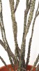 Euphorbia platyclada variegata - Deadplant 35 cm Euphorbia platyclada variegata - Deadplant 35 cm