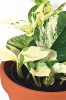 Epipremnum pinnatum manjula Happy Leaf 20 cm