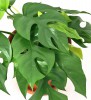 Rhaphidophora tetrasperma 30 cm