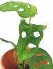 Monstera adansonii Babypflanze 10 cm