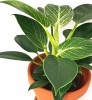 Philodendron birkin 40 cm