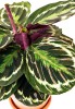 Calathea medallion 35 cm