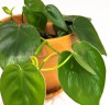 Philodendron scandens 25 cm