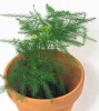Asparagus setaceus plumosus Babypflanze 10 cm